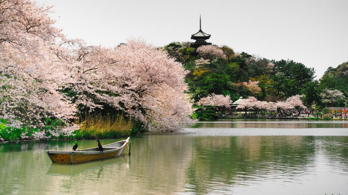 People enjoying cherry blossom viewing under blooming sakura trees during spring in Japan.