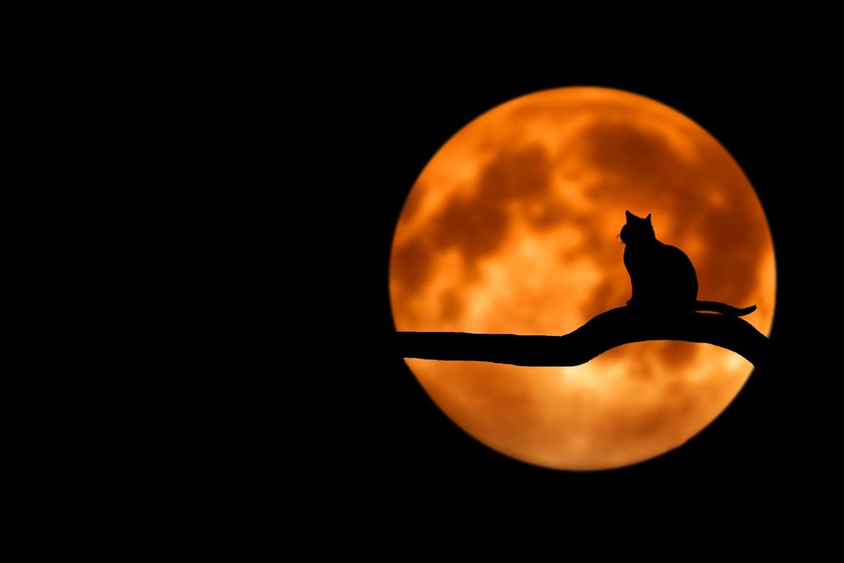 ニューヨークでハロウィン仮装を楽しむ日本人留学生