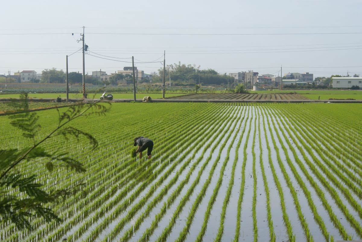 People planting rice by hand during a traditional festival in Japan