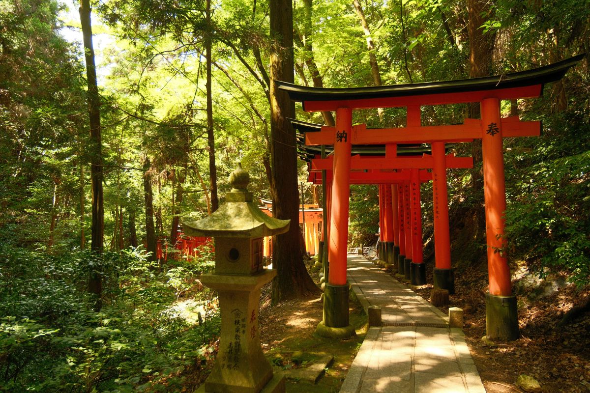 Peaceful walking trail through a forest in Japan