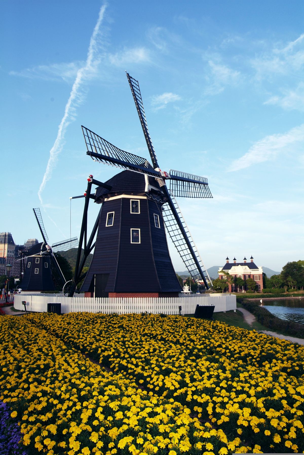 Dutch-style windmill overlooking vibrant seasonal flower fields in Japan