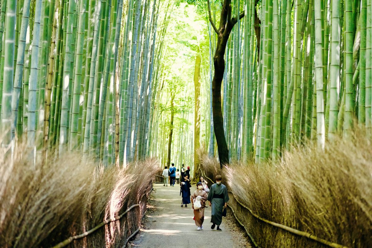 A peaceful bamboo forest in Japan with tall green bamboo and a walking path.