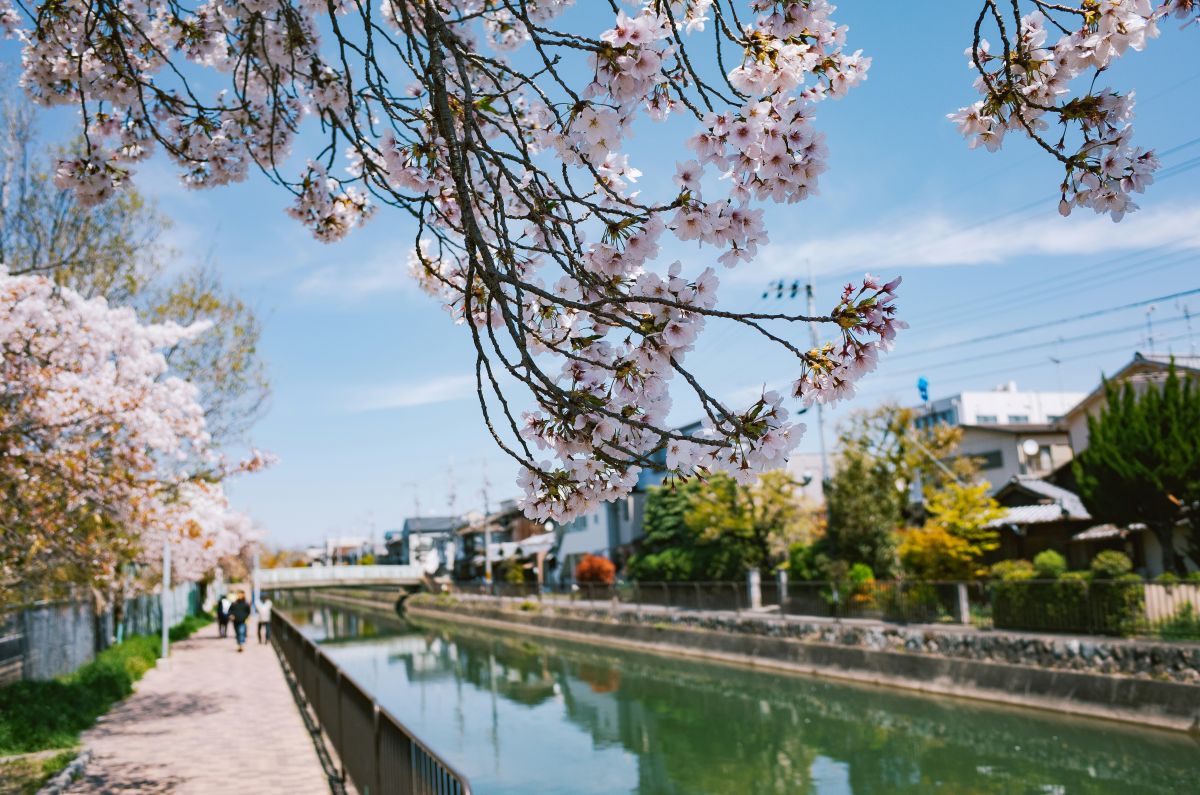 People walking along a peaceful riverside path in Japan during spring