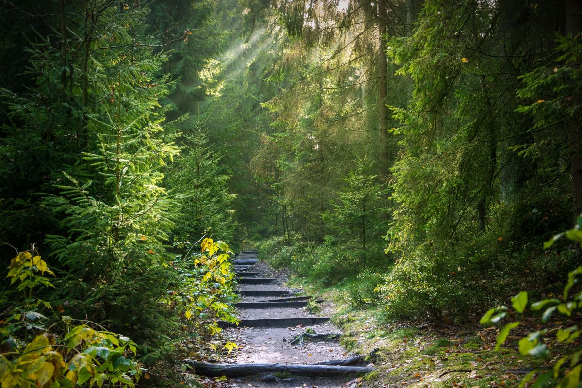 Hikers walking along a mountain trail with beautiful forests and scenic views in Japan.