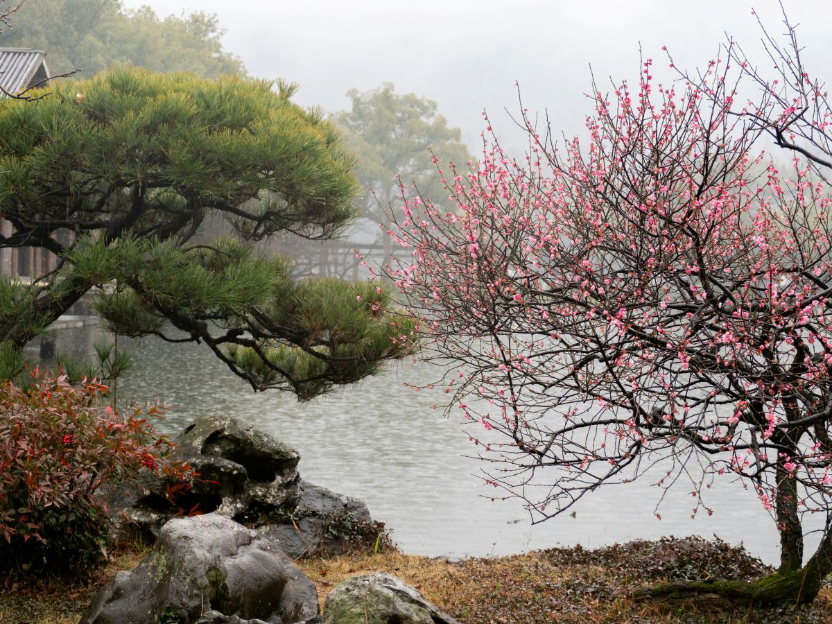 Pink and white plum blossoms blooming in a traditional Japanese garden