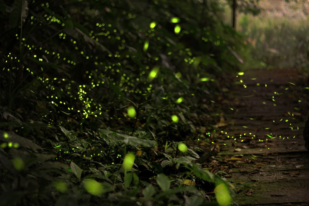 Glowing fireflies flying above a quiet river on a summer night in Japan