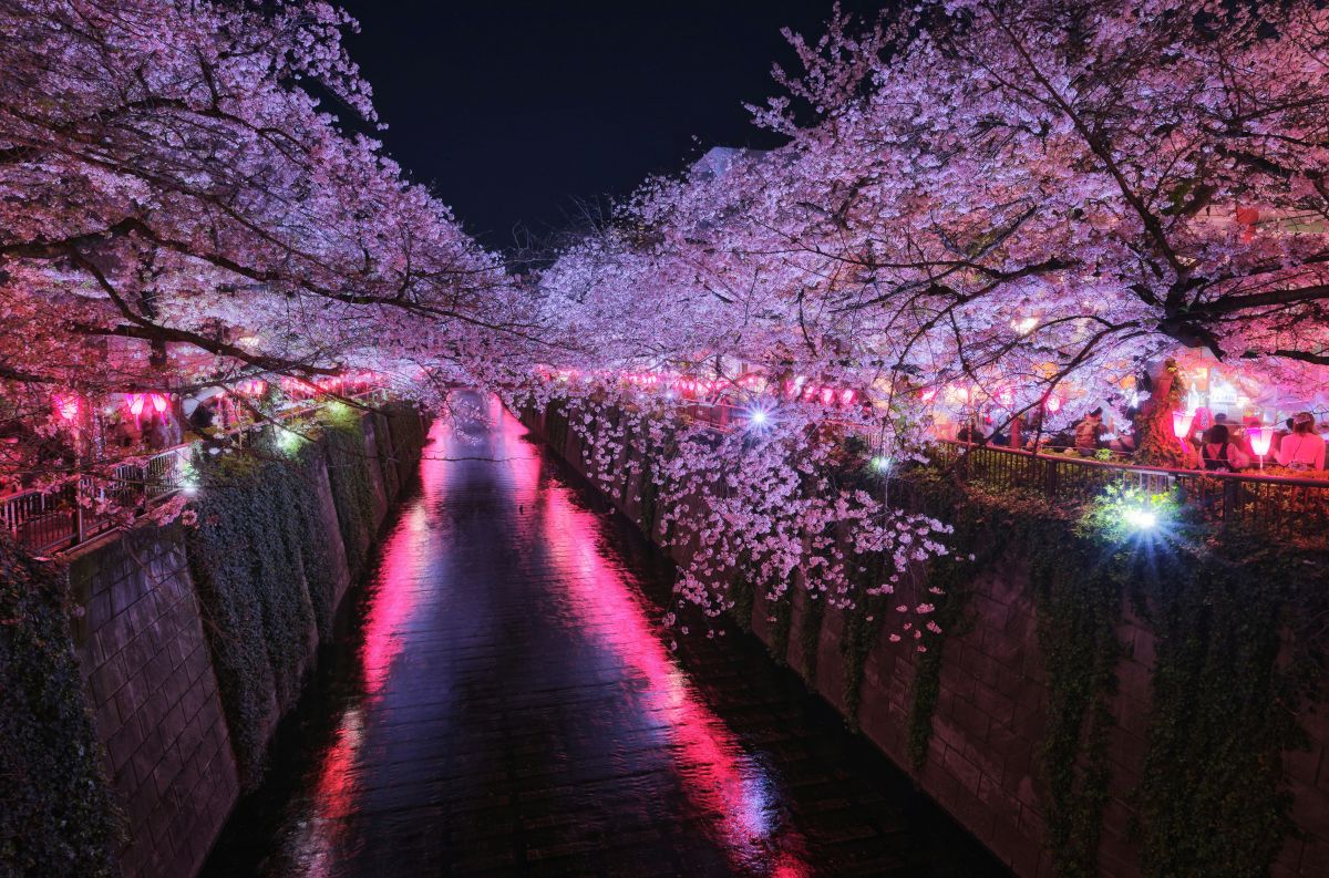 Cherry blossom trees glowing above a calm riverside in Japan at night
