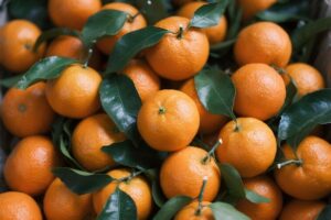 Japanese citrus grove filled with ripe mikan trees on a sunny hillside