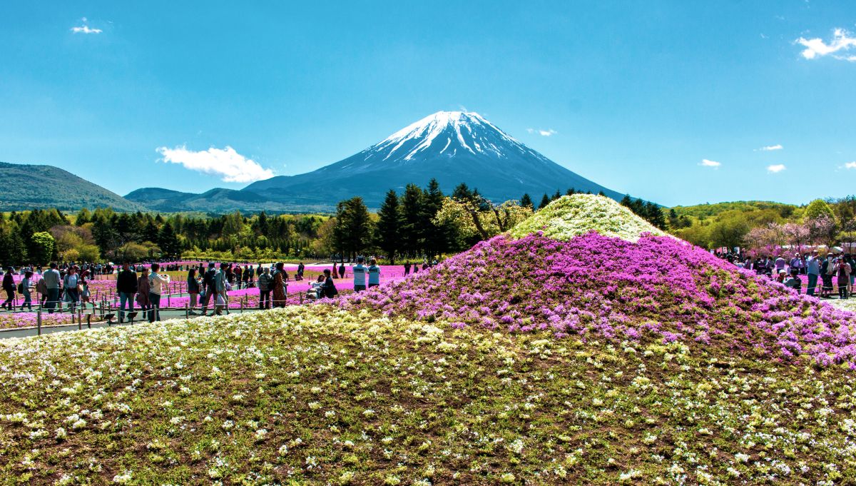 Large seasonal flower carpet created with colorful flower petals in a Japanese park