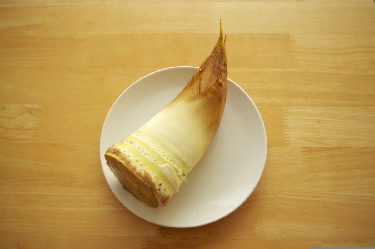 Fresh bamboo shoots harvested in a Japanese bamboo forest during spring