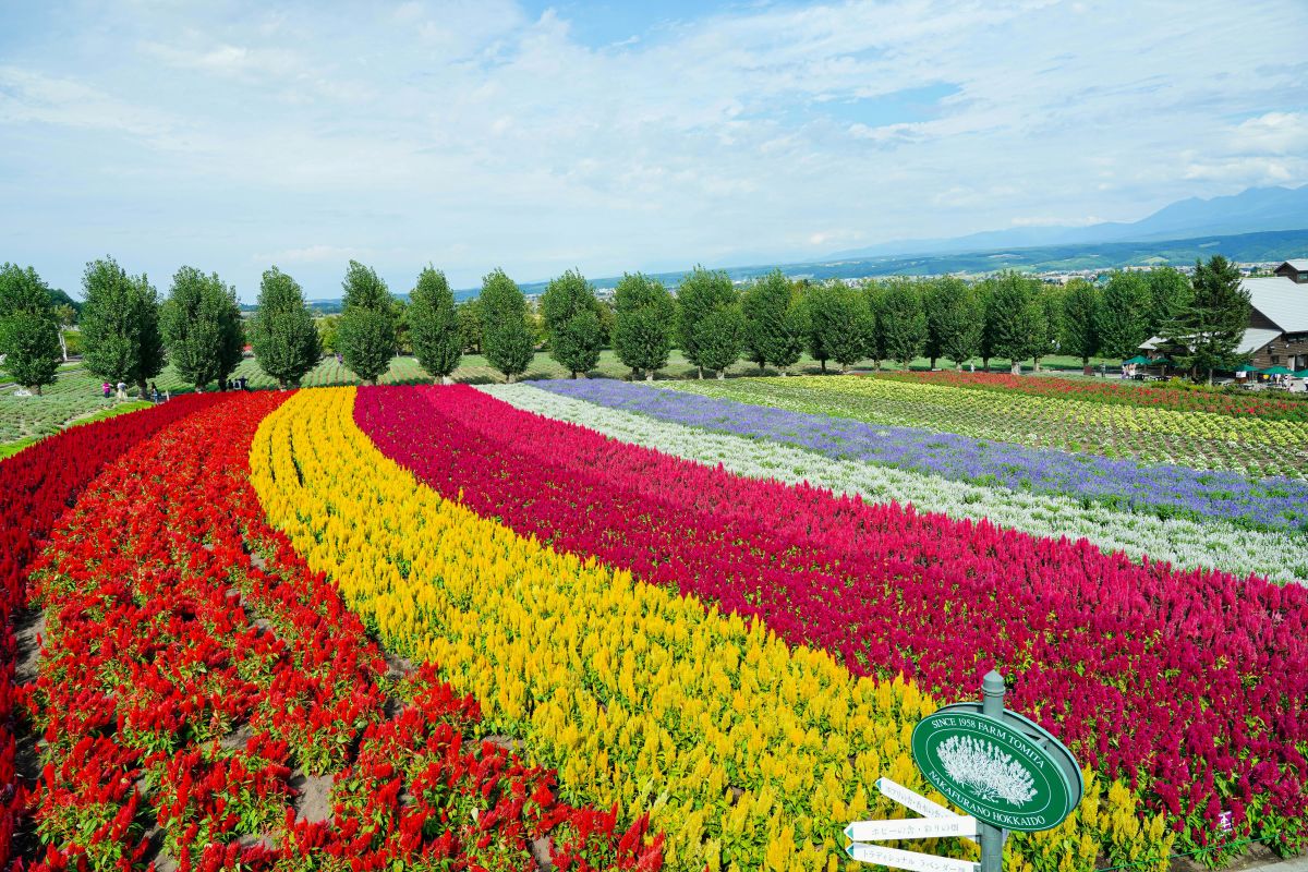 Colorful seasonal flower field covering rolling hills in Japan