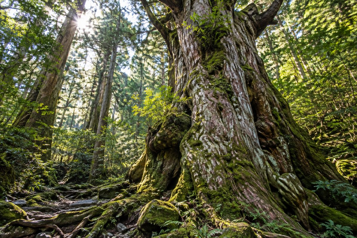 Ancient Japanese cedar tree with a massive moss-covered trunk in Yakushima's World Heritage forest