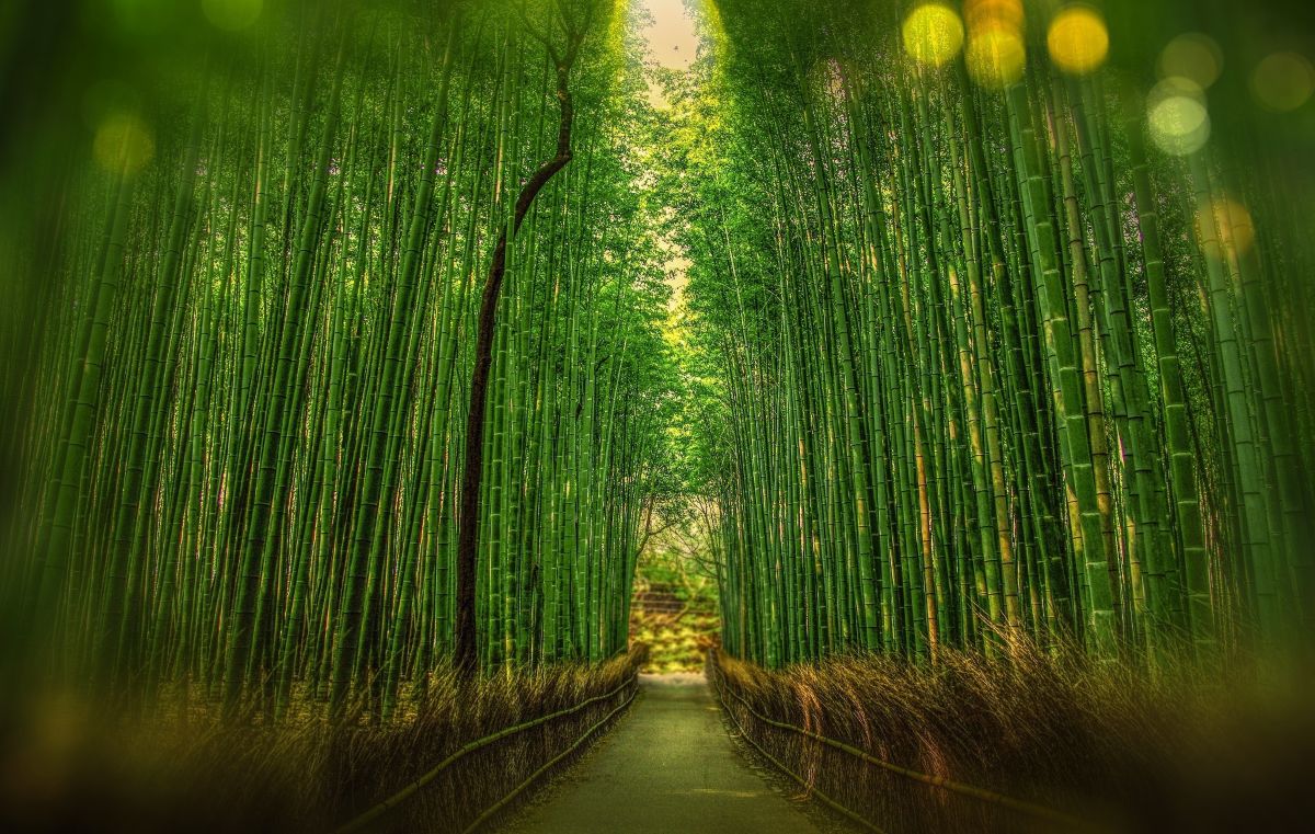 Tall green bamboo stalks surrounding a peaceful walking path in a Japanese bamboo grove